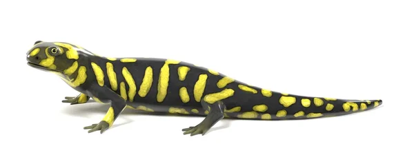 Ambystoma tygrysia — Zdjęcie stockowe