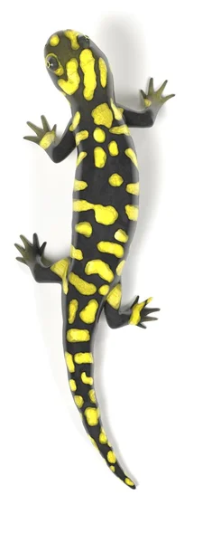 Tijgersalamander — Stockfoto