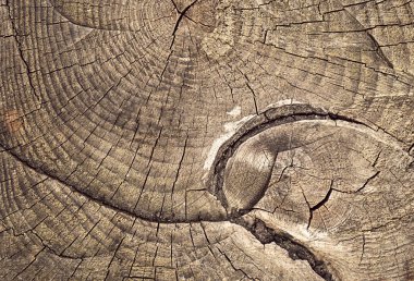 büyüme yüzük ağaç kütüğü testere ile kesme