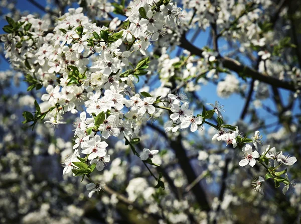 Primavera florescendo coroa árvore de frutas — Fotografia de Stock