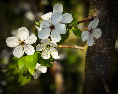 Bahar dal beyaz florets ile