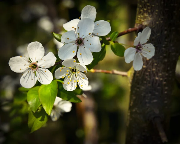 Galho de primavera com floretas brancas — Fotografia de Stock