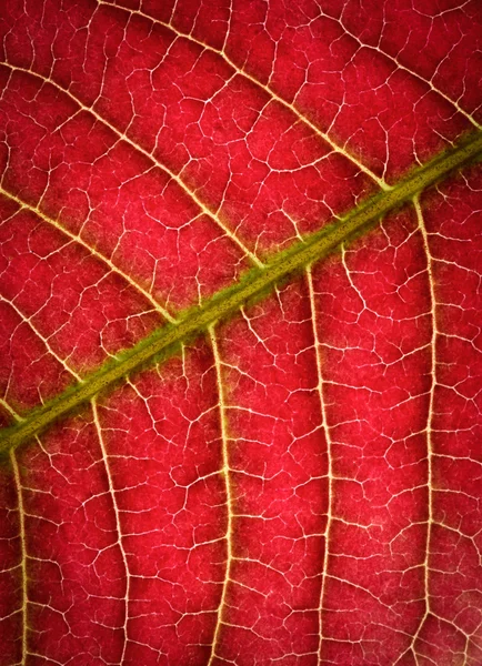 Doku kırmızı ağaç yaprak — Stok fotoğraf