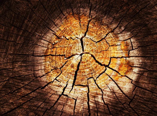 Sonne in einem Holzstumpf — Stockfoto