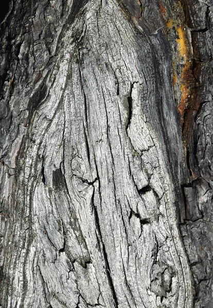 Detalhe de um velho tronco de árvore intempérie — Fotografia de Stock