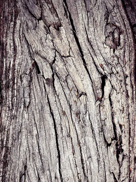 Краса в тріщинах старого дерева — стокове фото