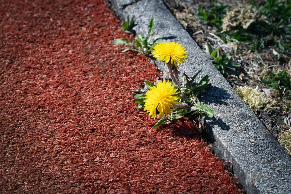 Nature Background Yellow Dandelion Flowers Edge Sidewalk — Stock Photo, Image