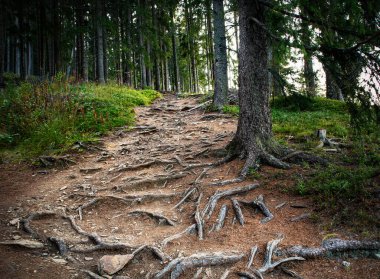 Kök sistemiyle ormandaki doğa geçidi