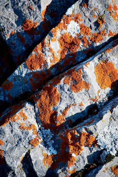 Naturaleza Fondo Detalles Piedra Caliza Con Musgo Naranja —  Fotos de Stock