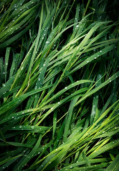 Naturaleza Fondo Hierba Verde Con Gotas Lluvia — Foto de Stock