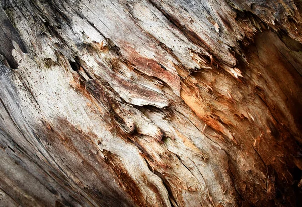 Abstract Detail Van Ontbindend Rottend Hout — Stockfoto