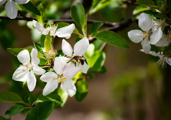 Nature Fond Abeille Boissons Nectar Une Fleur Pomme — Photo