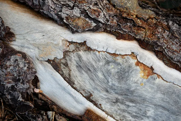 Λεπτομέρεια Φόντου Υφής Ρωγμής Φλοιό Δέντρου — Φωτογραφία Αρχείου