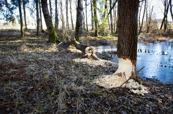 Natur Bakgrund Två Träd Vid Sjön Biten Bäver — Stockfoto