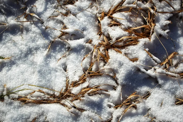 Seizoensgebonden Achtergrond Licht Sneeuw Bedekt Droog Gras — Stockfoto
