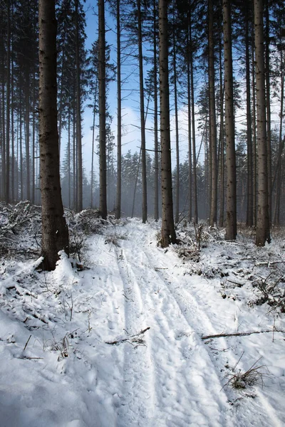 通往雪地森林的季节性自然背景路 — 图库照片