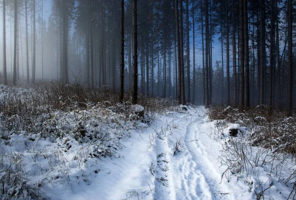 Nature Saisonnière Arrière Plan Brouillard Enneigé Hiver Forêt Conifères Photos De Stock Libres De Droits