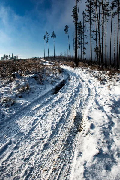 季节性景观背景路穿越冬季灾害性森林 — 图库照片