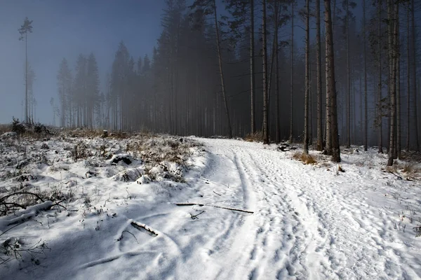 Natureza Sazonal Nevoeiro Fundo Borda Floresta Abeto Inverno Imagens Royalty-Free