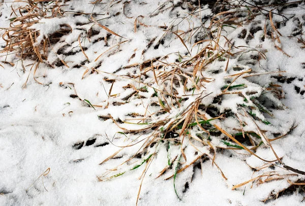 大自然的季节背景是覆盖着雪的干草 — 图库照片