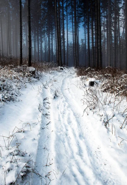 Mevsimlik Kış Doğası Karlı Çam Ormanlarına Giden Yol — Stok fotoğraf