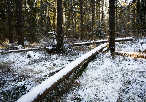 Природа Сезонний Фон Калорійний Зимовий Засніжений Ліс — стокове фото