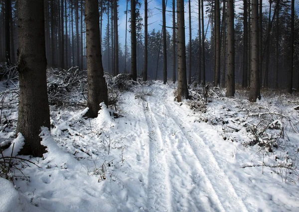 Invierno Temporada Naturaleza Fondo Camino Bosque Abetos Nevados Imagen de archivo