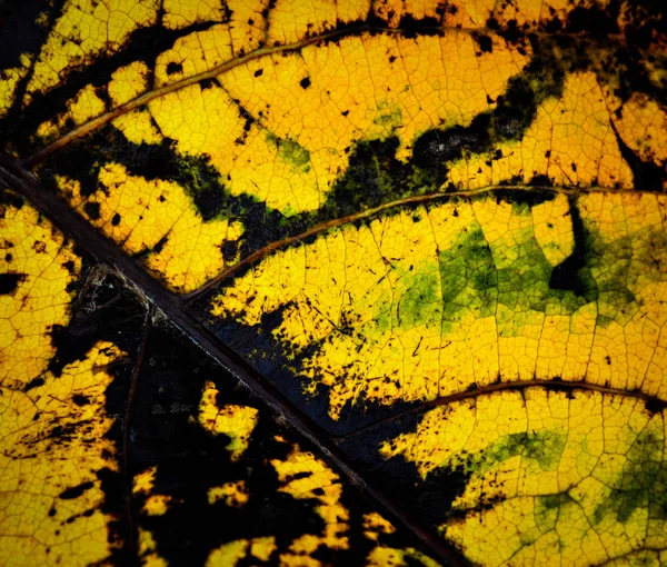 抽象的秋季叶片质地 — 图库照片