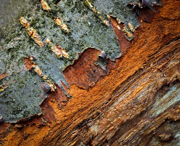 Vieille écorce pelée noir d'épine — Photo