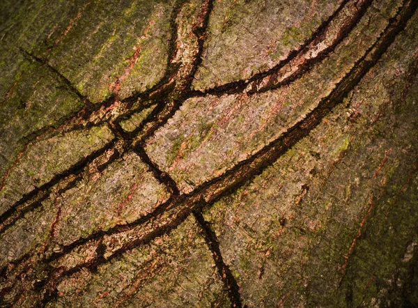 Abstrakte Risse in der Rinde — Stockfoto