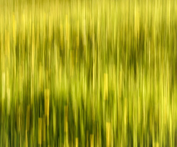ぼやけている夏の草原 — ストック写真