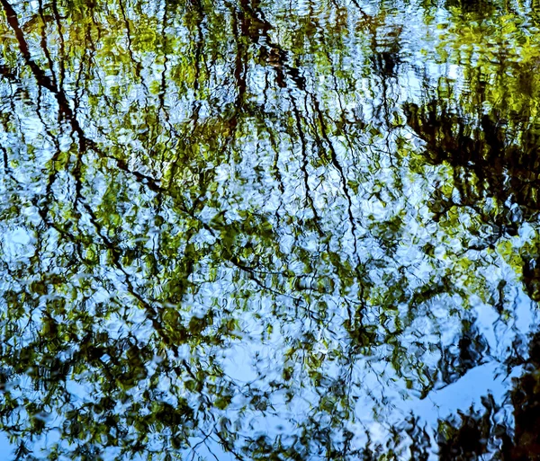 Espelho de árvores em água — Fotografia de Stock