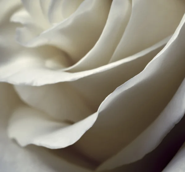 Розмиті пелюстки троянд — стокове фото