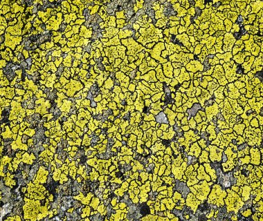 taş üzerinde sarı yosun