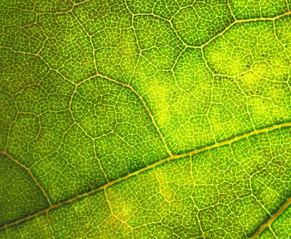 Ricciolo sulle foglie di un albero — Foto Stock