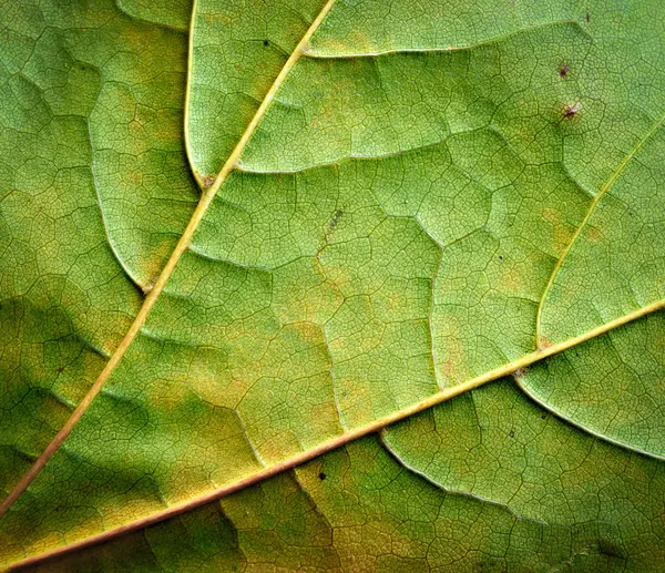 Detalhe de folhas de outono em uma árvore — Fotografia de Stock