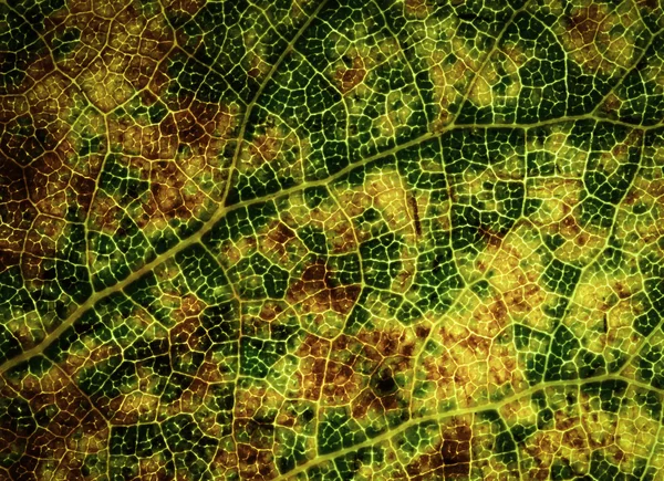 Schoonheid Herfstbladeren op korte afstand — Stockfoto