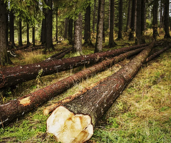 Cut down trees in the forest — Stock Photo, Image