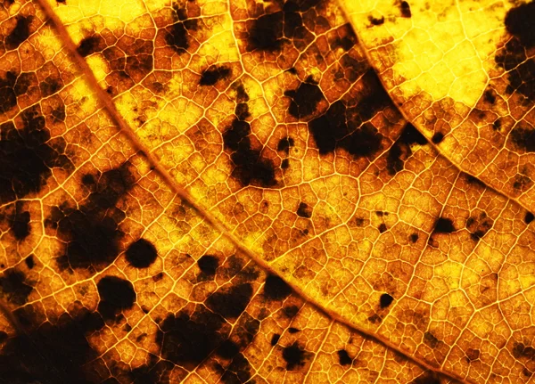 火热的黄色秋天叶树 — 图库照片