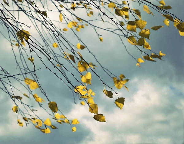 黄色の白樺の葉と秋の静物画 — ストック写真
