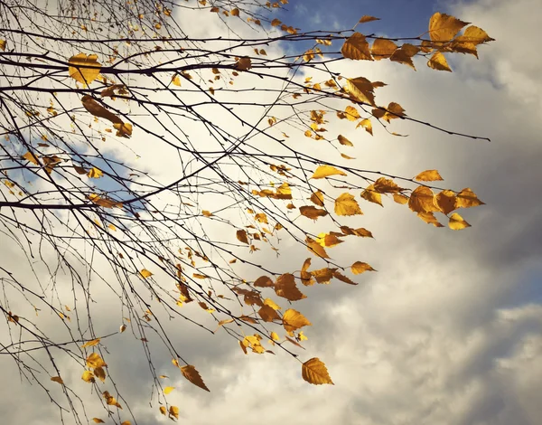 Hojas de abedul amarillo otoño — Foto de Stock