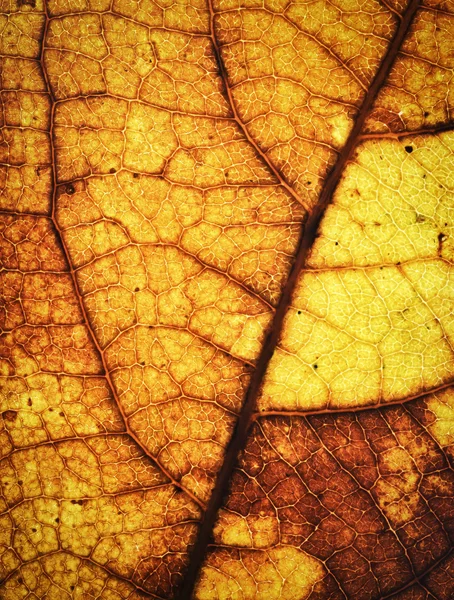 Vecchio albero di autunno struttura fogliare — Foto Stock