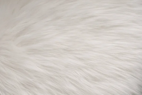 White Fur Texture Full Background — Stock Photo, Image