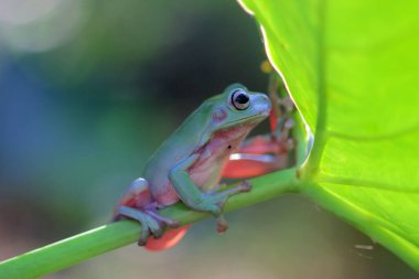 Ağaç dalına tıknaz kurbağa, şirin ağaç kurbağası.