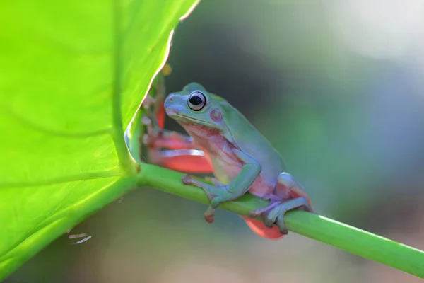 Sapo Despejado Galho Árvore Sapo Árvore Bonito — Fotografia de Stock