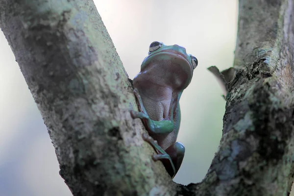 Dumpy Kikker Een Boom Tak Schattig Boom Kikker — Stockfoto