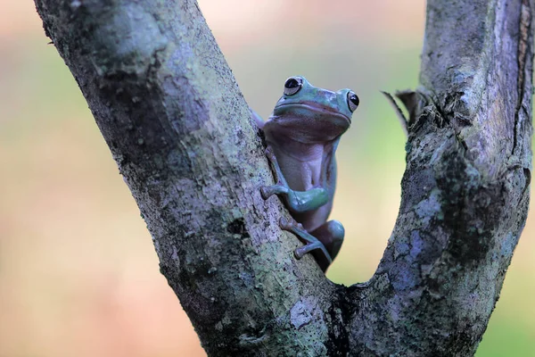 Dumpy Kikker Een Boom Tak Schattig Boom Kikker — Stockfoto