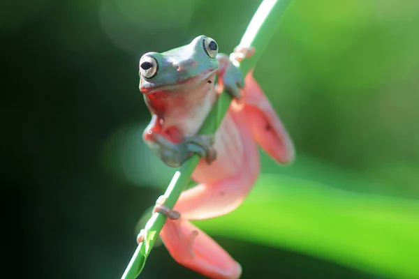 Rana Volcada Una Rama Árbol Rana Árbol Lindo — Foto de Stock