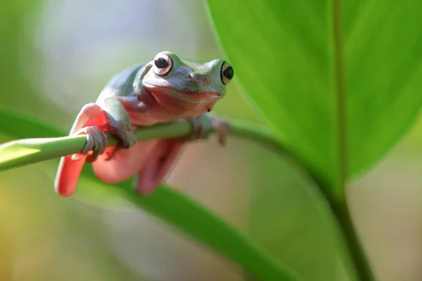 Rana Volcada Una Rama Árbol Rana Árbol Lindo — Foto de Stock