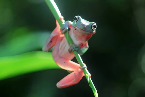 Dumpy Frog Tree Branch Cute Tree Frog — Stock Photo, Image